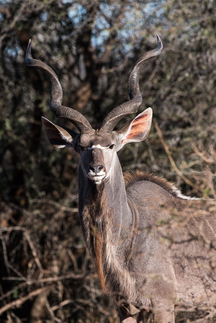 safari in africa kudu